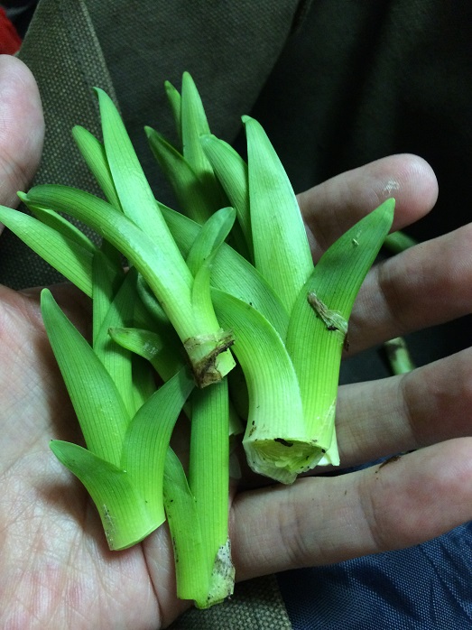 3月21日の山菜採り(ふきのとう,野カンゾウ,葉わさび)