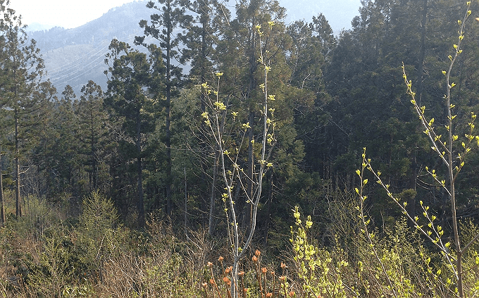 山菜の時期 コシアブラの木